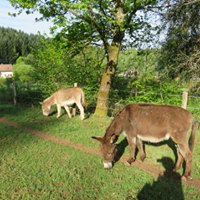 Aire camping-car  Champagney (70290) - Photo 3